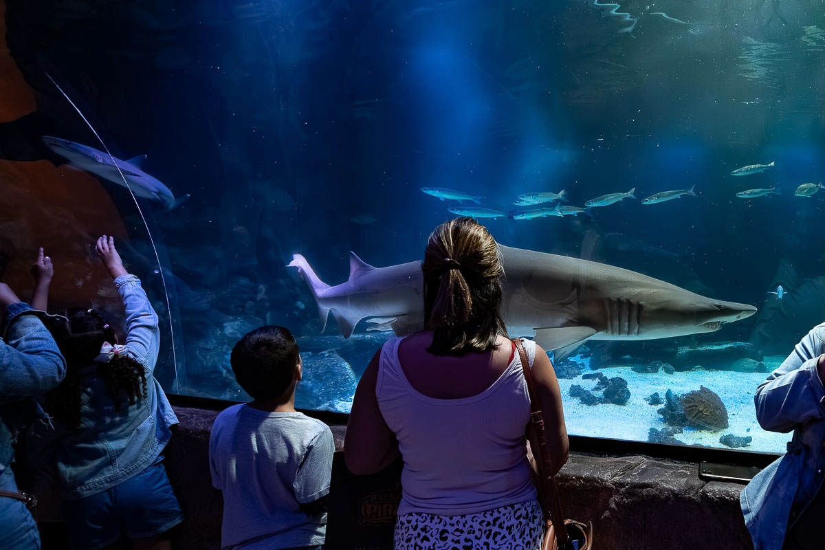 Foto de uma família vendo um aquário dentro do Oceanic Aquarium de Balneário Camboriú. 